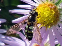 Megasyrphus laxus image