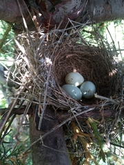 Spizella atrogularis