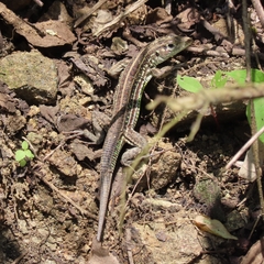 Medopheos edracanthus