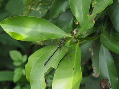 Leptogomphus sauteri formosanus