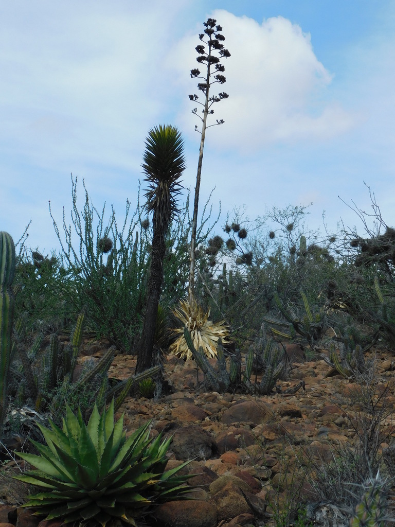 Agave avellanidens, Mexico
