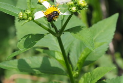 Ceratina unicolor