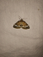 Perizoma alchemillata