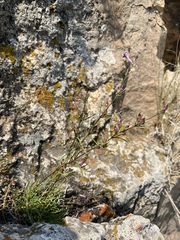 Penstemon laricifolius
