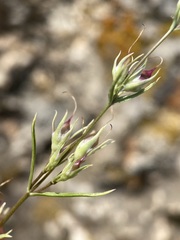 Penstemon laricifolius