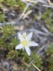 Eremogone hookeri hookeri