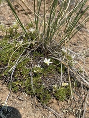 Eremogone hookeri hookeri