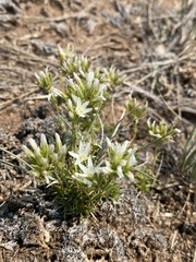 Eremogone hookeri hookeri