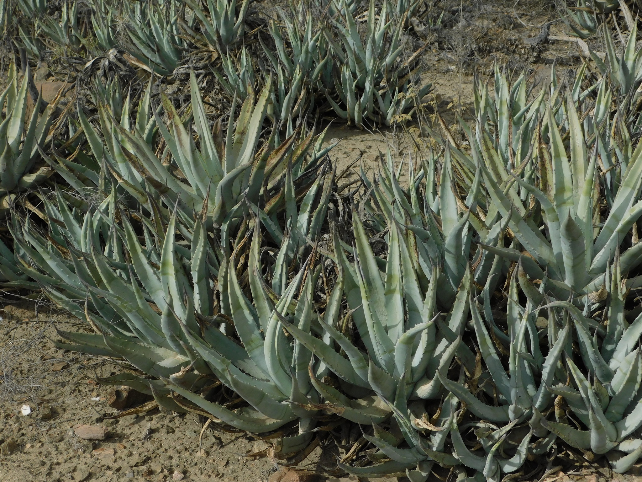 bogenhanf im badezimmer Sansevieria straight (Bogenhanf) kaufen