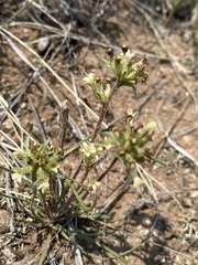 Ipomopsis spicata spicata