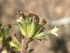 Ipomopsis spicata spicata