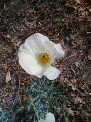Argemone grandiflora