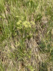 Angelica pinnata