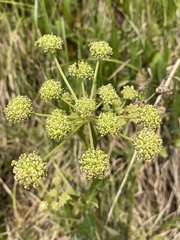 Angelica pinnata