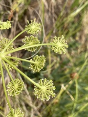 Angelica pinnata