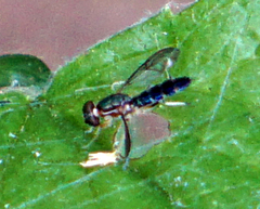 Merosargus caeruleifrons