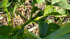 Physalis philadelphica