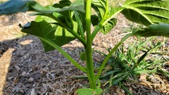 Physalis philadelphica