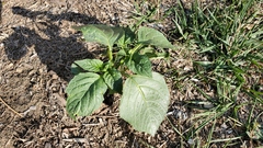 Physalis philadelphica