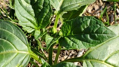 Physalis philadelphica