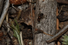 Mycetaulus bipunctatus