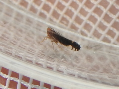 Stenocranus brunneus