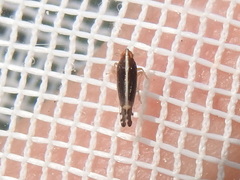 Stenocranus brunneus