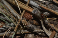 Mycetaulus bipunctatus