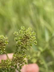 Angelica pinnata