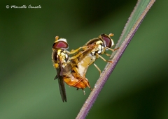 Sphaerophoria rueppellii