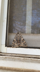 Catocala semirelicta