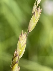 Melica spectabilis