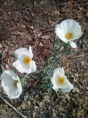 Argemone grandiflora