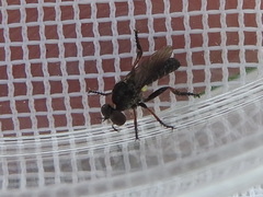 Hadrokolos texanus