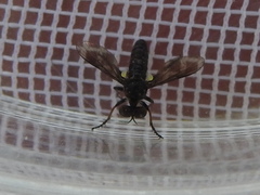Hadrokolos texanus