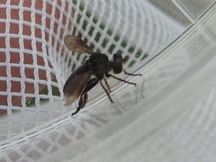 Hadrokolos texanus