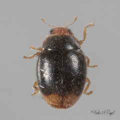Diomus terminatus