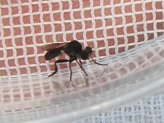 Hadrokolos texanus