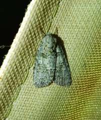 Acronicta modica