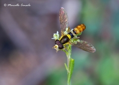 Sphaerophoria rueppellii