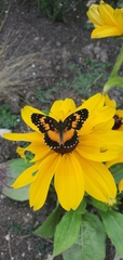 Chlosyne lacinia