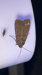 Noctua pronuba
