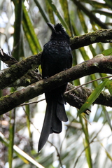 Dicrurus lophorinus