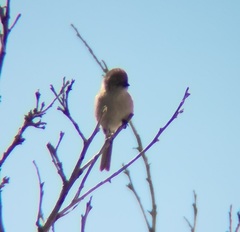 Psaltriparus minimus