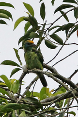 Psilopogon flavifrons