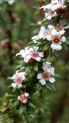 Leptospermum erubescens