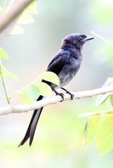 Dicrurus caerulescens