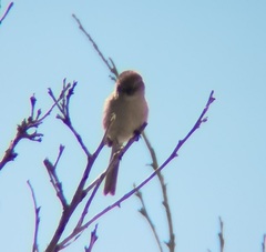 Psaltriparus minimus