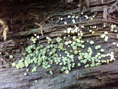 Trichoderma chromospermum