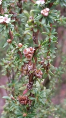 Leptospermum erubescens